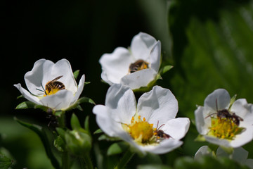 Bees pollinating strawberry blossoms