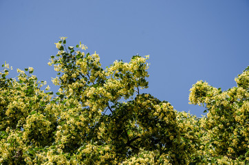 flowering linden tree against blue sky