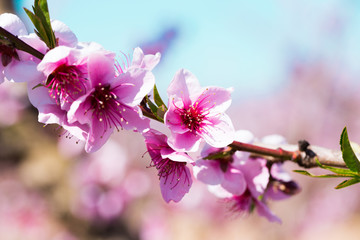 blooming peach trees in spring