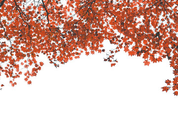Autumnal maple tree red foliage background