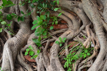 Asian creepers in Thailand, twisted tree branches
