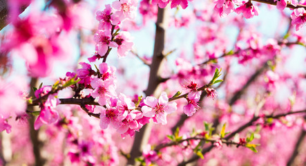 Fototapeta na wymiar blooming peach trees in spring