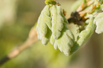 Detail of oak tree fresh springtime leaves
