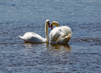 Fototapeta premium Two white swans stay close to each other on the river Axe estuary in Devon.