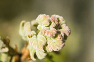 Quercus pyrenaica springtime leaves close up