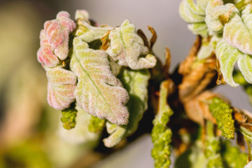 Detail of pyrenean oak peachy leaves growing in springtime