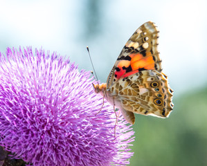 Butterflies are one of the most amazing creatures.