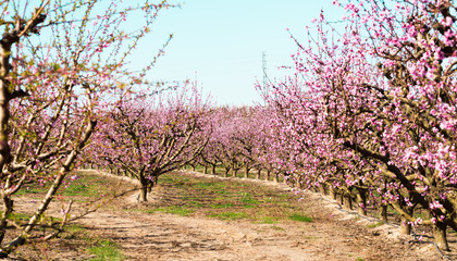 blooming peach trees in spring