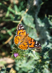 Butterflies are one of the most amazing creatures.