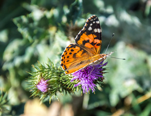 Butterflies are one of the most amazing creatures.