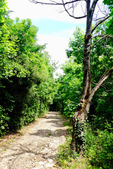 SENTIER DE PROMENADE