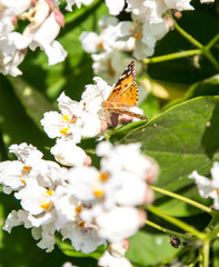 Butterflies are one of the most amazing creatures.