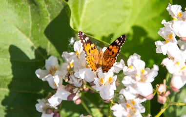 Butterflies are one of the most amazing creatures.