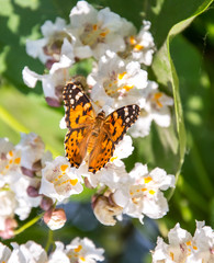 Butterflies are one of the most amazing creatures.