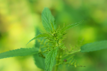 Close-up of nettle in nature