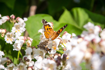 Butterflies are one of the most amazing creatures.