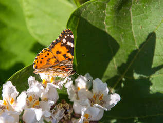 Butterflies are one of the most amazing creatures.
