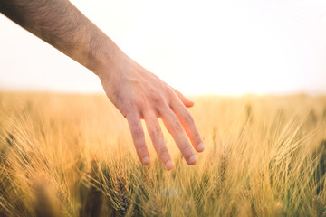 Mano che tocca un campo di grano per farina da usare come impasto per la pasta fatta in casa.