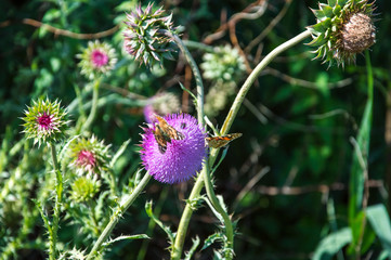 Butterflies are one of the most amazing creatures.