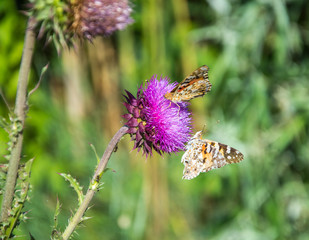 Butterflies are one of the most amazing creatures.
