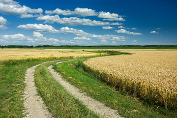 Ground winding road through fields with grain, horizon and white clouds on a blue sky