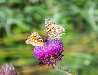 Butterflies are one of the most amazing creatures.
