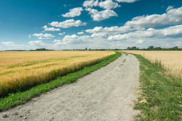 Fototapeta na wymiar Wide dirt road through fields with grain, horizon and white clouds on a blue sky