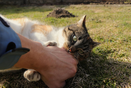 Domestic animal is biting on my hand. Cat game. Colourful playful kitten frenziedly attack on me. She tries some various offensive strategy. In the heat of battle