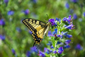 Fototapeta na wymiar Butterfly yellow swallowtail perched on a blue flower