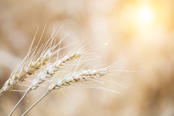 Wheat closeup. Wheat field. Rural scenery under shining sunlight