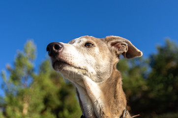 Portrait of a greyhound with forest in background