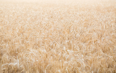 Fototapeta premium Golden field of wheat . Agriculture farm and farming concept