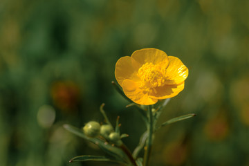Detail von Bl&uuml;te Hahnenfu&szlig; (Ranunculus)