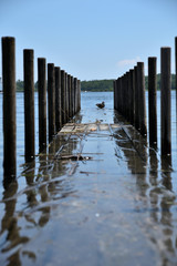Eine Ente am Chiemsee bei Hochwasser