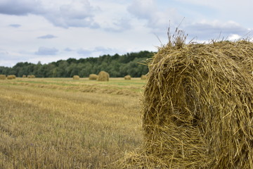 bale of straw in a field