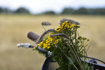 yellow flower in the field