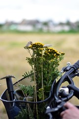 bicycle on grass