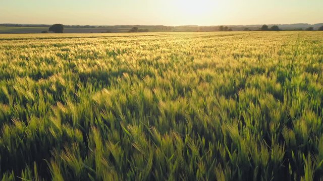 Wheat flied at sunset with clouds, rural countryside 