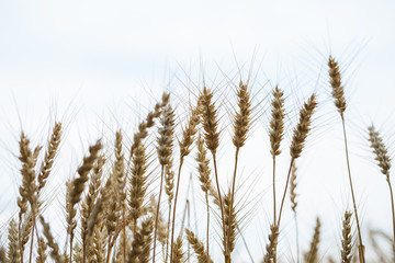 Golden field of wheat . Agriculture farm and farming concept