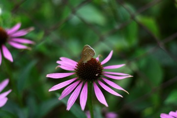 butterfly on flower