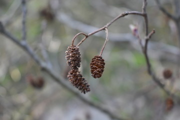 pine cone on a tree