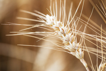 Wheat closeup with background of yellow field.