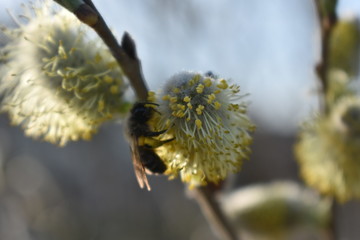 bee on a flower