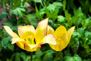 Two yellow tulips closeup on green garden background