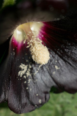 Mallow flower dark dark color large size pistil stamen pollen for design background