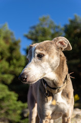 Portrait of a greyhound with forest in background