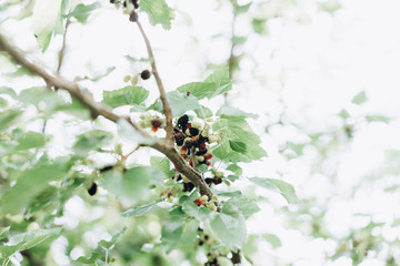 mulberry fruit tree, berries on a tree