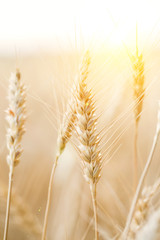 Golden field of wheat . Agriculture farm and farming concept