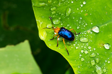 Calomela Beetle on a green leaf with Rain Drops.