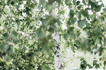 sun rays through birch branches